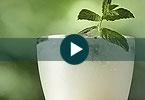 Original_mojito-vdt