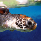 Celebra el Día del Océano y apadrina tortugas en Tahití