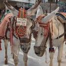 Excursiones con niños en Mijas.  Montar en Burro