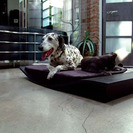 Complementos para los perros más cool...
