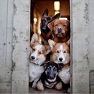 ¿Comprar un perro?