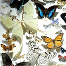 Semana Científica en el Museo de Ciencias Naturales de Madrid