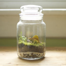 Cómo hacer un terrario para niños