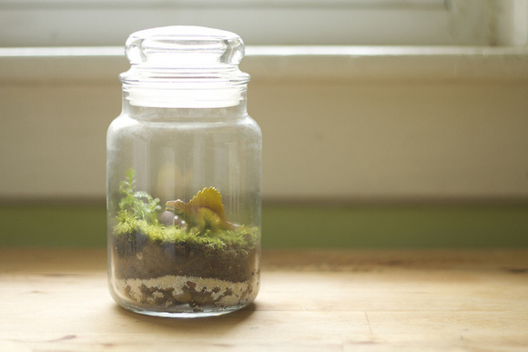 Cómo hacer un terrario para niños