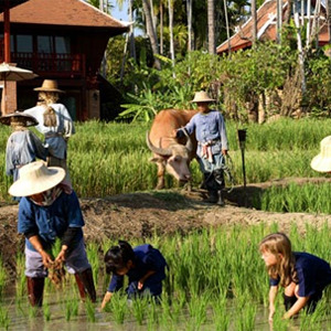 Descubrir Tailandia y su cultura. Adoptar un elefante o plantar arroz en Chiang Mai. Tailandia.