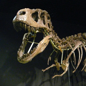 Exposición para niños. Dinosaurios. Tesoros del desierto de Gobi. Cosmocaixa Madrid