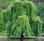 Foto de salix
