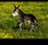 Foto de yoyplatero