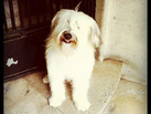 Os presento a Fermin... de Smoking