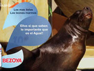¡Las Hadas van al Zoo con Bezoya!